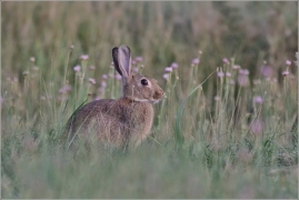 <p>KRÁLÍK DIVOKÝ (Oryctolagus cuniculus) /European rabbit - Wildkaninchen/</p>